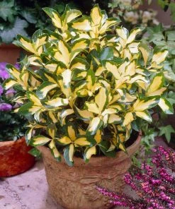 Brighter Blooms Moonshadow Euonymus Shrub Shrubs & Hedges