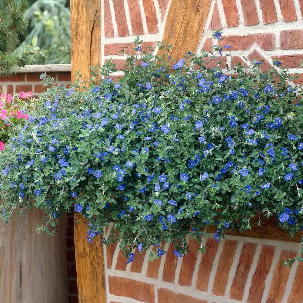 Brighter Blooms Blue Daze Morning Glory Shrub SHOP ALL 2 Brighter Blooms Blue Daze Morning Glory Shrub SHOP ALL