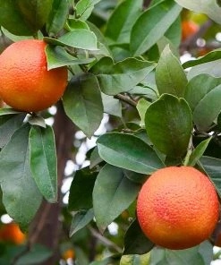 Brighter Blooms Fruit Trees Blood Orange Tree