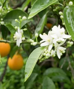 Brighter Blooms Fruit Trees Blood Orange Tree