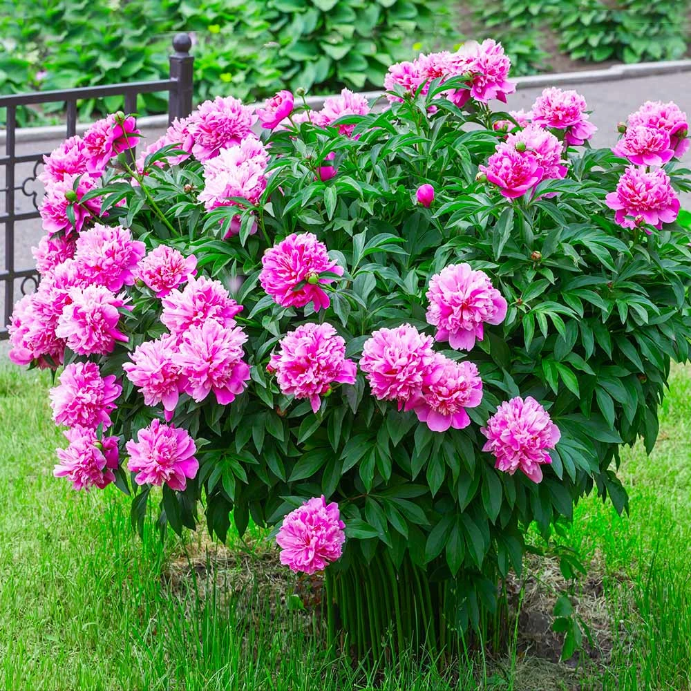 Brighter Blooms Perennials Mr. Ed Peony 3 Brighter Blooms Perennials Mr. Ed Peony