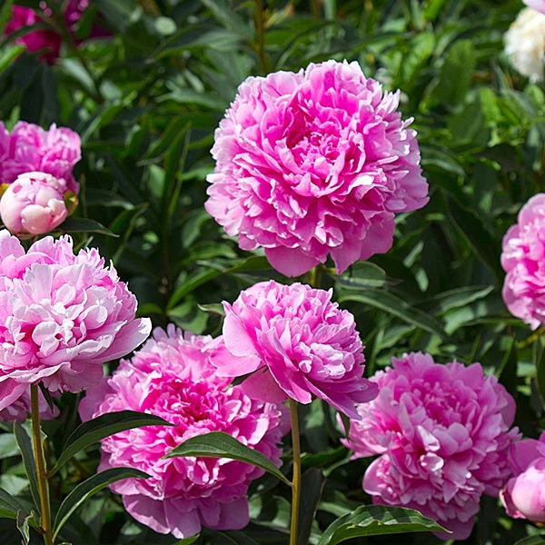 Brighter Blooms Perennials Mr. Ed Peony 1 Brighter Blooms Perennials Mr. Ed Peony