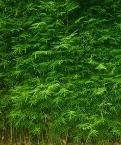 Brighter Blooms Evergreen & Privacy Bamboo Hedge Multiplex