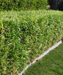 Brighter Blooms Evergreen & Privacy Bamboo Hedge Multiplex