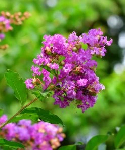 Brighter Blooms Flowering Trees Muskogee Crape Myrtle Tree