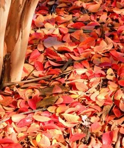 Brighter Blooms Flowering Trees Muskogee Crape Myrtle Tree