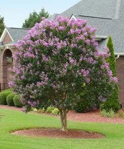 Brighter Blooms Flowering Trees Muskogee Crape Myrtle Tree