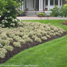 Brighter Blooms My Monet Weigela Shrub