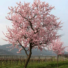 Brighter Blooms NE Plus Almond Tree