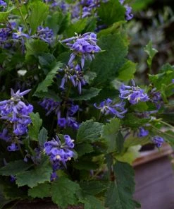 Brighter Blooms New Love Clematis Shrub