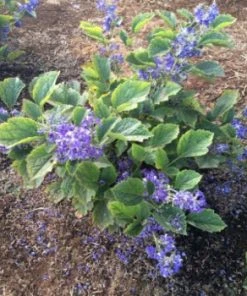 Brighter Blooms New Love Clematis Shrub