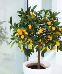 Brighter Blooms New Trees Nagami Kumquat Tree 9 Brighter Blooms New Trees Nagami Kumquat Tree