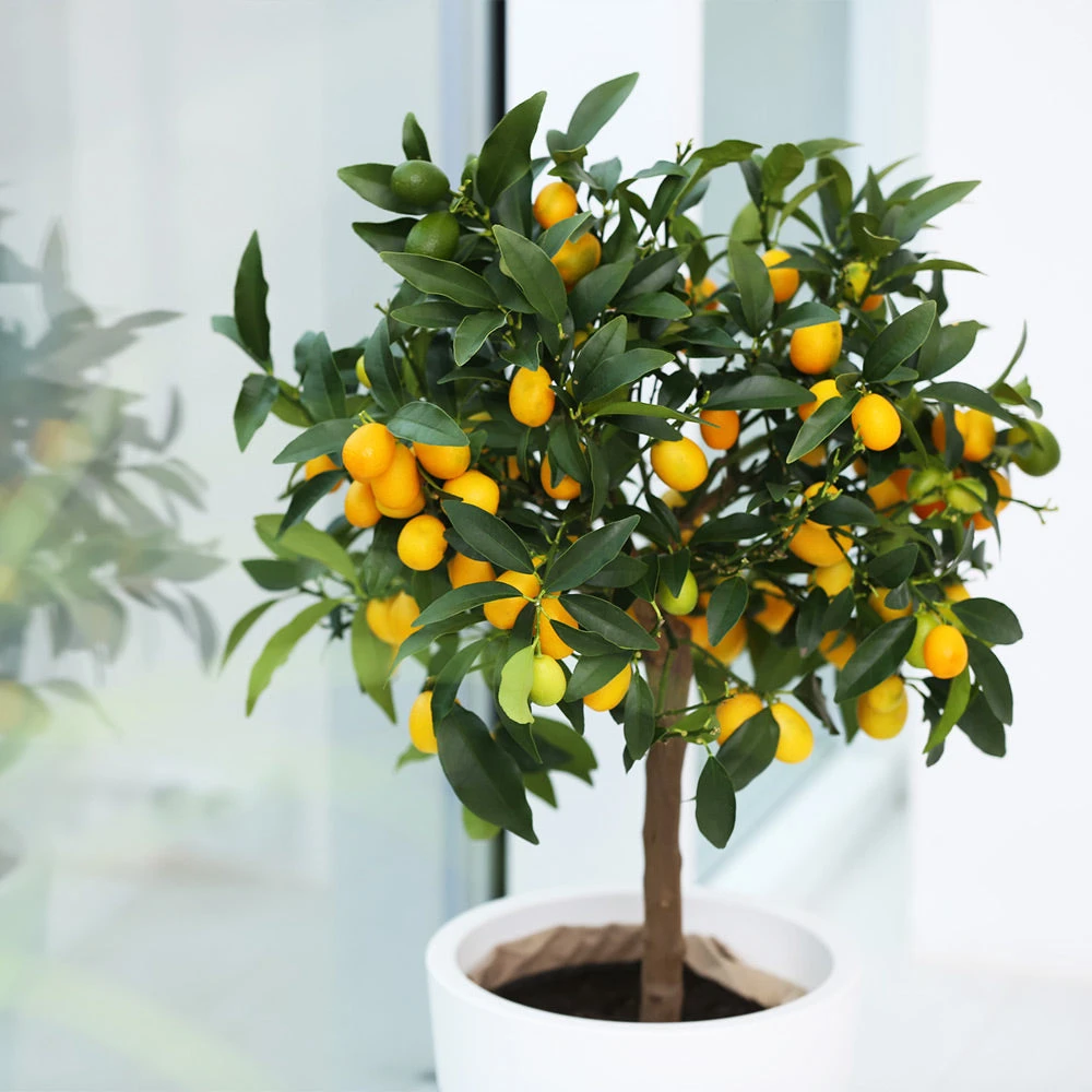 Brighter Blooms New Trees Nagami Kumquat Tree 4 Brighter Blooms New Trees Nagami Kumquat Tree