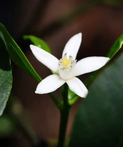 Brighter Blooms New Trees Nagami Kumquat Tree 11 Brighter Blooms New Trees Nagami Kumquat Tree