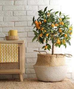 Brighter Blooms Nagami Kumquat Tree Fruit Trees