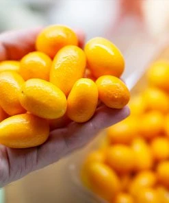 Brighter Blooms New Trees Nagami Kumquat Tree 8 Brighter Blooms New Trees Nagami Kumquat Tree