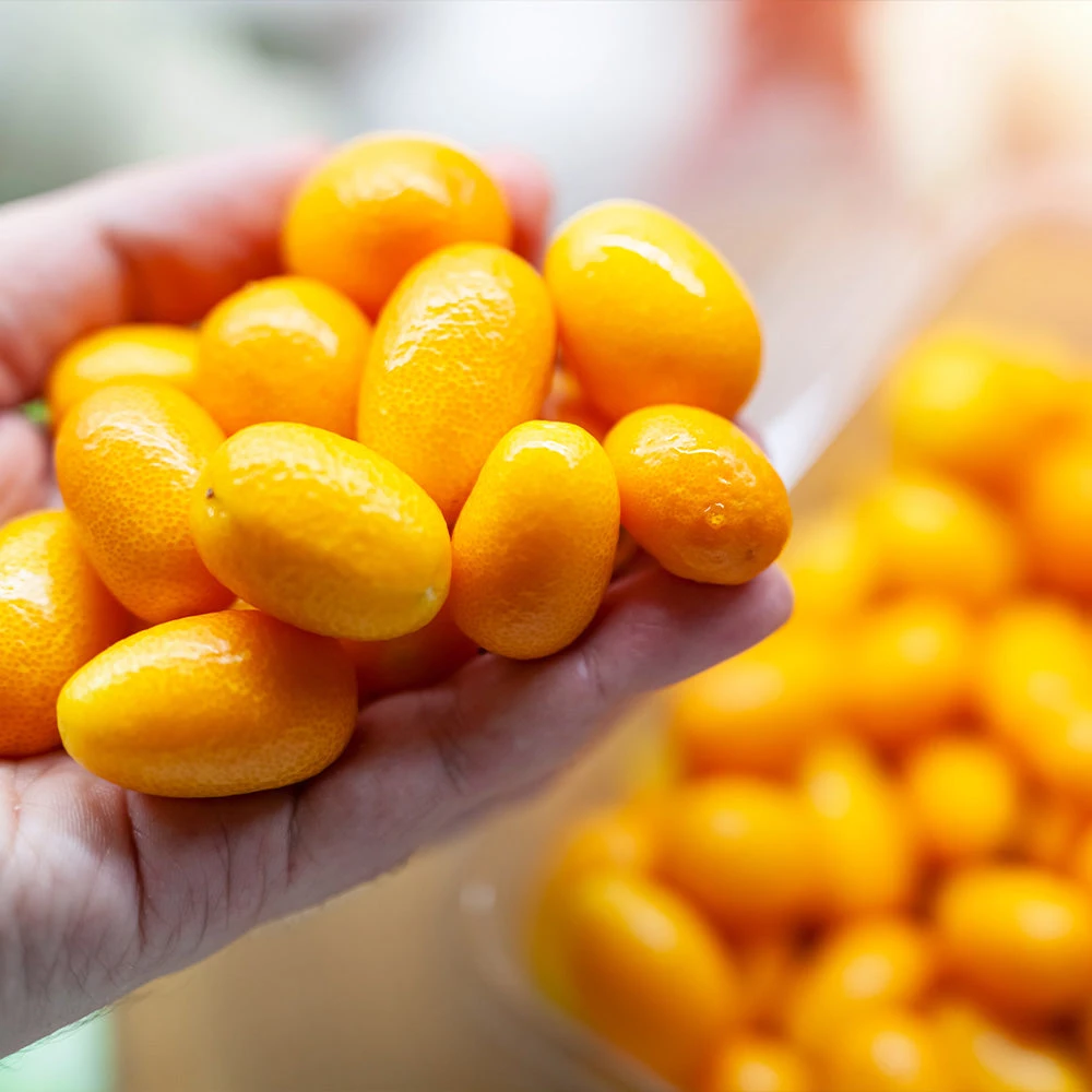 Brighter Blooms New Trees Nagami Kumquat Tree 3 Brighter Blooms New Trees Nagami Kumquat Tree