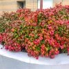 Brighter Blooms Fire Power Nandina Shrub Shrubs & Hedges