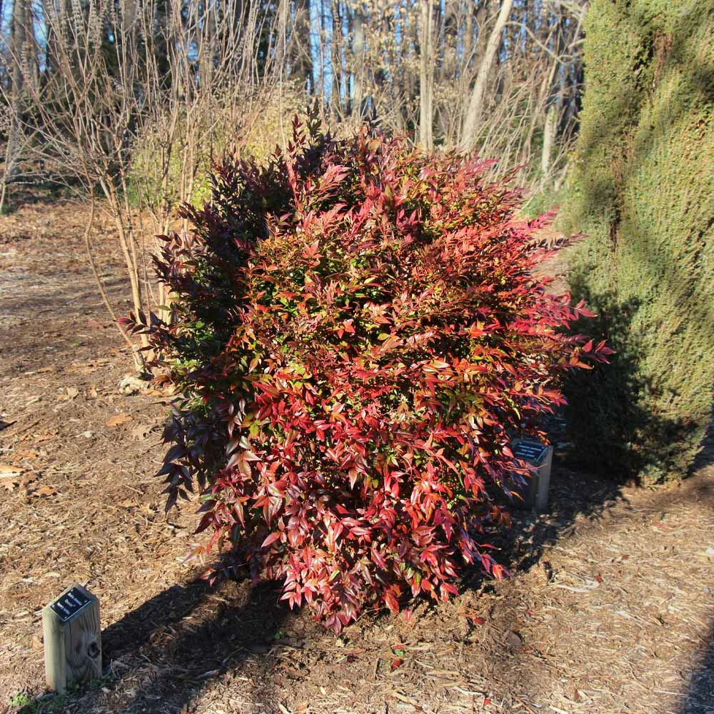 Brighter Blooms Obsession™ Nandina Shrub 4 Brighter Blooms Obsession™ Nandina Shrub