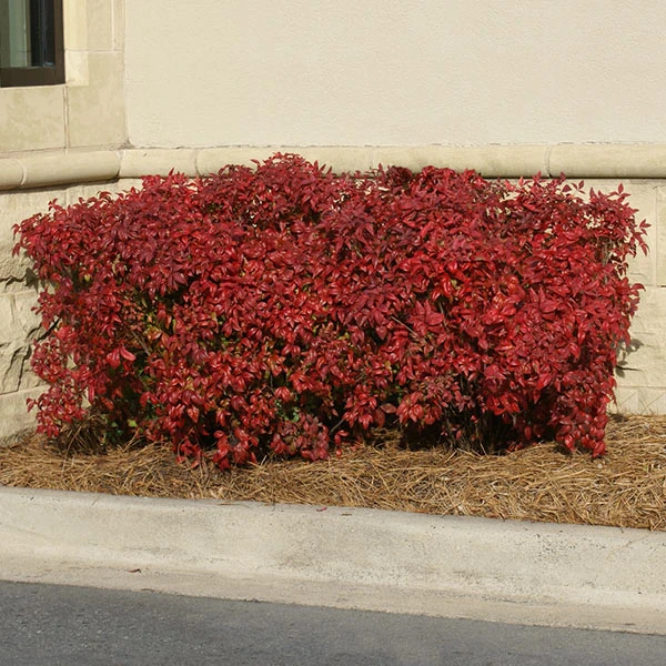 Brighter Blooms Obsession™ Nandina Shrub 1 Brighter Blooms Obsession™ Nandina Shrub