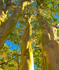 Brighter Blooms Natchez Crape Myrtle Tree
