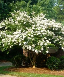 Brighter Blooms Natchez Crape Myrtle Tree