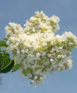 Brighter Blooms Natchez Crape Myrtle Tree
