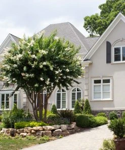 Brighter Blooms Natchez Crape Myrtle Tree