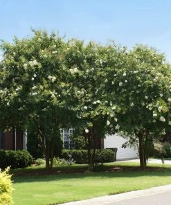 Brighter Blooms Natchez Crape Myrtle Tree