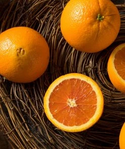 Brighter Blooms Navel Orange Tree