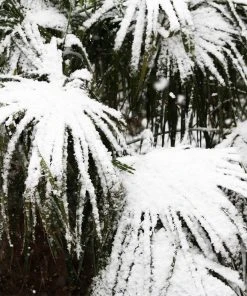 Brighter Blooms Needle Palm Tree Evergreen & Privacy