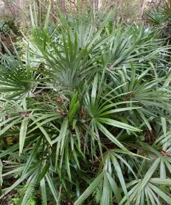 Brighter Blooms Needle Palm Tree Evergreen & Privacy