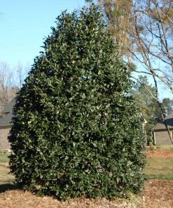 Brighter Blooms Evergreen & Privacy Nellie Stevens Holly Tree