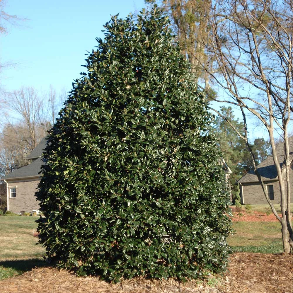 NO WARRANTY Nellie Stevens Holly Tree Evergreen & Privacy 3 NO WARRANTY Nellie Stevens Holly Tree Evergreen & Privacy