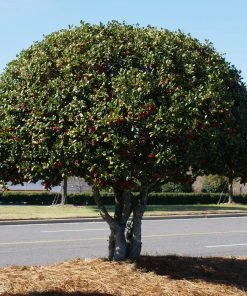 NO WARRANTY Nellie Stevens Holly Tree Evergreen & Privacy 11 NO WARRANTY Nellie Stevens Holly Tree Evergreen & Privacy