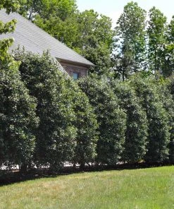 BrighterBlooms Sales 21 NO WARRANTY Nellie Stevens Holly Tree Evergreen & Privacy