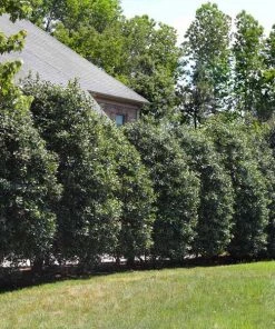 NO WARRANTY Nellie Stevens Holly Tree Evergreen & Privacy