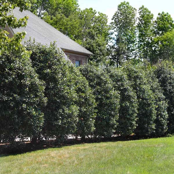 NO WARRANTY Nellie Stevens Holly Tree Evergreen & Privacy 1 NO WARRANTY Nellie Stevens Holly Tree Evergreen & Privacy