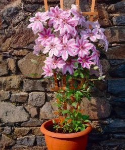Brighter Blooms Nelly Moser Clematis Vine