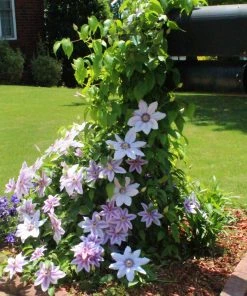 Brighter Blooms Nelly Moser Clematis Vine