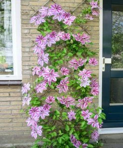 Brighter Blooms Nelly Moser Clematis Vine