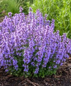Brighter Blooms Nepeta 'Cat's Pajamas' Catmint