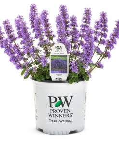 Brighter Blooms Nepeta 'Cat's Pajamas' Catmint