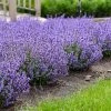 Brighter Blooms Nepeta 'Cat's Pajamas' Catmint