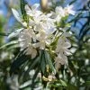 Brighter Blooms Evergreen & Privacy White Nerium Oleander Tree