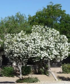 Brighter Blooms Evergreen & Privacy White Nerium Oleander Tree