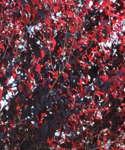 Brighter Blooms Flowering Trees Newport Plum Tree