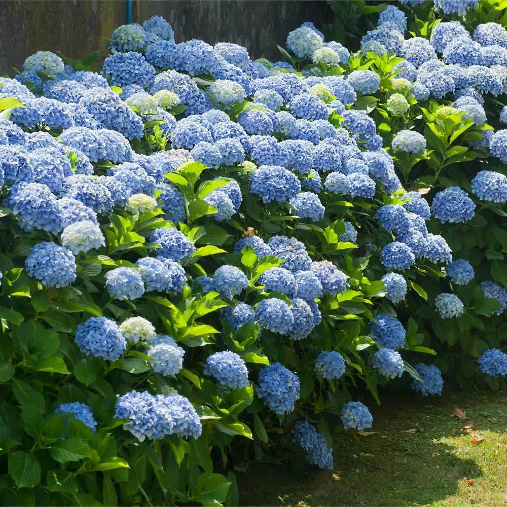 Brighter Blooms Nikko Blue Hydrangea Shrub Shrubs & Hedges 2 Brighter Blooms Nikko Blue Hydrangea Shrub Shrubs & Hedges