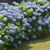 Brighter Blooms Nikko Blue Hydrangea Shrub Shrubs & Hedges