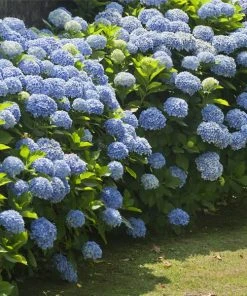 Brighter Blooms Nikko Blue Hydrangea Shrub Shrubs & Hedges
